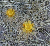 Star thistle